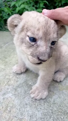 Animals 🥰💫❤️#animal #foryou