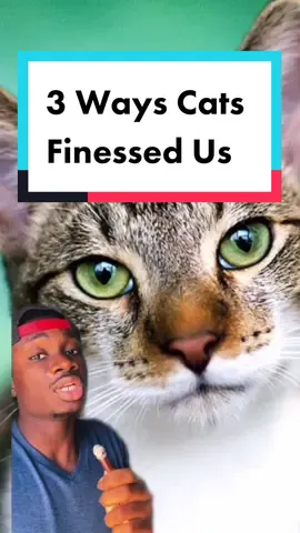 Tbh as they should #cats#pet#animals