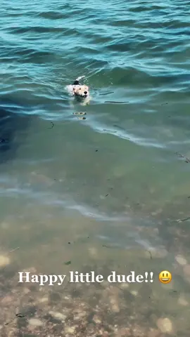 Happy dog 😃 #dog #happydogs2021 #legend #mansbestfriend