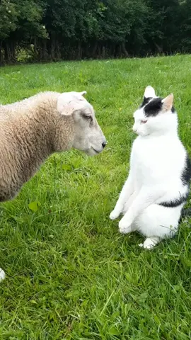 No love lost here🤣 #sheepcat #sheepandcat #farmvideos #funnyanimalsvids #agtok #irishagrispec #agritok #cuteandfunnyanimals #fyp#fy#catsrule #lambs