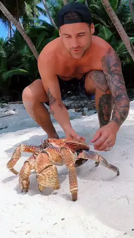 coconut crabs are the biggest land crab in the world and can live to over 60 years of age