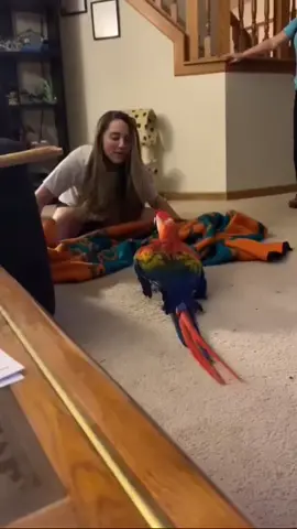 wait till the end 😳😂 #parrotsoftiktok #viral #magictrickchallenge #fyp