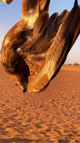 Anti-gravity yoga expert. #antigravityyoga #upsidedownyoga #yoga #dadmoves #eagle #dubai #uae #almaharesortdubai