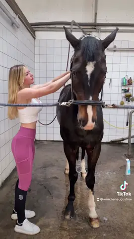 At the horse wash lol 🦄 IG:annchen.augustine #fy #foryou #equestrian