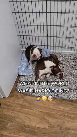 I swear there's always something with these pup's.  😳🤯 #fy #guiltydog #fypシ #dogtiktok