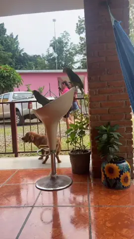 Nos vemos luego buenas tardes #viral #renzoyregina