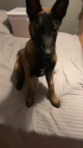 goofy puppy#belganmalinois #dogsoftiktok #MACscaraface