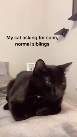 #greenscreenvideo #foryoupage #foryou #MACscaraface #fyp #foryou #fyp #cat #dog