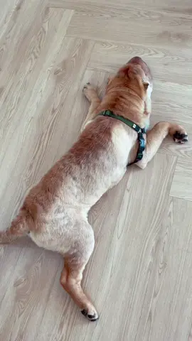 #dogsoftiktok I count 3 legs?