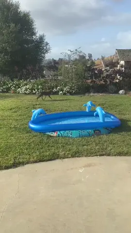 Home life. #LifeIsGood #momlife #nature #backyardanimals #whatitslike #homelife #ranchlifestyle