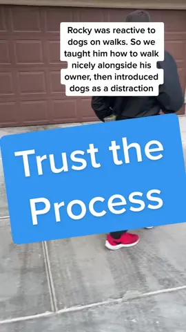 #looseleashwalking #looseleash #DogTraining #dogtrainer #dogs #gsd #dogtok #gooddog #dogtiktok #lovedogs #balanceddogtrainer #positivedogtraining #v