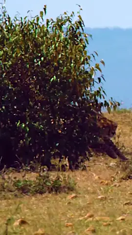 #bigcats❤️ #cheta