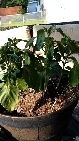 #fyp #gardening #gardeningtips  Help 😭