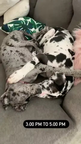 A mans best friend 🥰 #fyp #greatdane