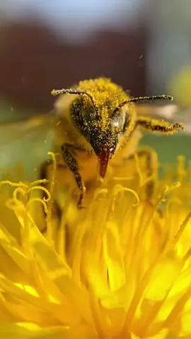 Static bee 🐝 #bee #honeybee #learn #beekeeping #beetok #cool #wow #fyp #LearnOnTikTok #beefact #flowhive #nature