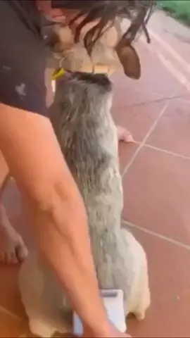 #stitch with @todayspup that thang was thangin ..🍑 #fyp#knox#Viral##dogs