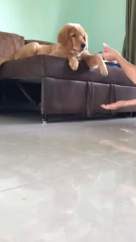 ต้องอยากกินขนาดไหน5555555 #ไข่ตุ๋ง #goldenretriever #โกลเด้นรีทรีฟเวอร์ #โกลเด้นน่ารัก