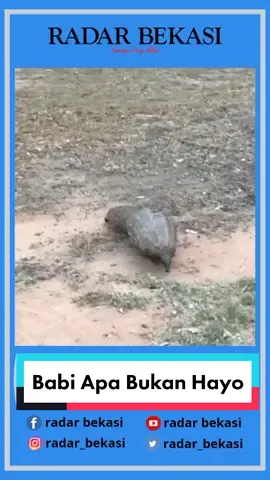 Mohon maaf itu trenggiling kaka bukan babi 😂 #GabungGoClub #tiktoklucu #beritalucu