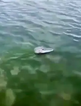 #animals#suddenly#crocodile