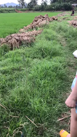 Mấy bạn thành phố chắc không biết trò chơi này.Hồi nhỏ đi học về toàn la cà chơi gà cỏ mà bị mẹ đánh đòn suốt 😅😅 #tuoihoctro #gàcỏ #bìnhđịnh #cấp1