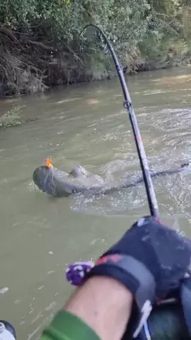 uno de hoy 🤩🔥🔥 #fishing #pesca #spinfishing #predatorfish #rivergishing #wedkarstwo #catfish #siluro #sum #foryou #parati #monsterfish