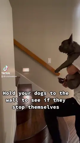 Good thing I didn’t come with a gift receipt😏 #smartdogchallenge #dogwallchallenge #dogsoftiktok #frenchiesoftiktok #frenchbulldog #frenchie #dog