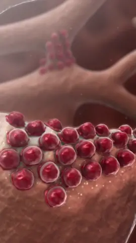 Introducción a osteoporosis🦴 importante conocer la función de osteoblasto y osteoclasto. #hueso #medicinaentiktok #anatoconabdi