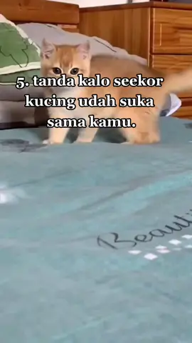 kadang di bawakan oleh² ular dan tikus🙄#fypシ #foryoupage #foryou #tayo04 #CobainCimoryCeger #fyp