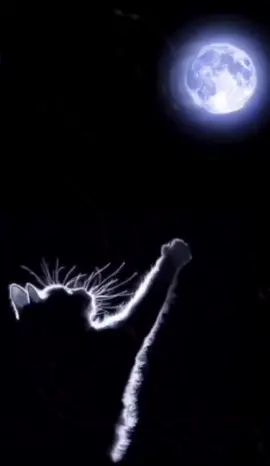 #спокойнойночи