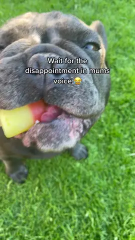Mums disappointment 😂 #greedyfrenchie #funnysog #greedydog #frenchbulldog #fyp
