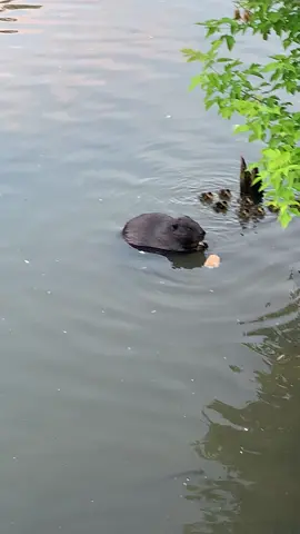 #pet #beaver #duck