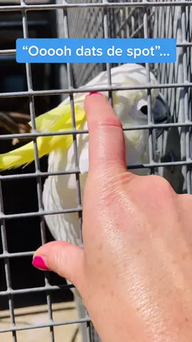 It’s not just the dogs I love!!!… #lovemud #birdsoftiktok #thatsthespot