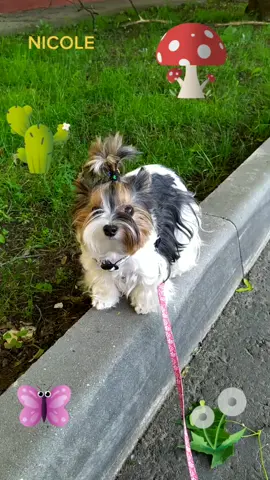 #собакиприколы #lovestory #собаки #бивер #doggy #nicole