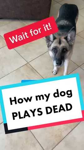 tag a #dogtrainer you know #dogs #funnydogs #playingdead #puppytricks #dogtricks #tricktraining #dogs #dogtok #dogtiktoks #dogworld
