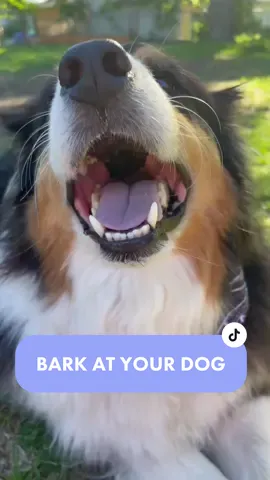 #barkatyourdogchallenge #blacktriaussie #australianshepherd #aussholes