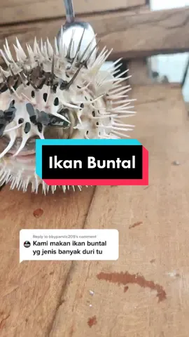 Reply to @bbypanda205 Ini kah ikan buntal yg boleh makan?