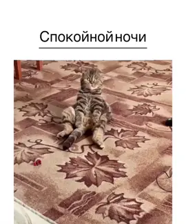 Котик немного устал 😄 #котопёс #баюбай #глазкизакрывай #спокойнойночи