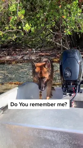 #fyp #germanshepherd #dog #woof #dogoftiktok #viral #apollo