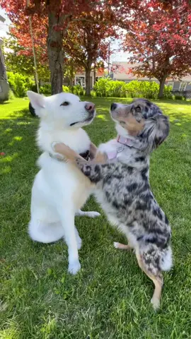 Please appreciate Bambi’s very small contribution to this video 🤣