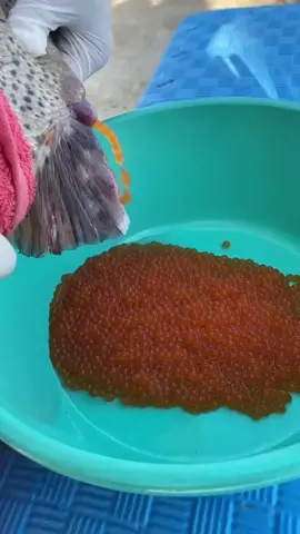 And thats how baby fishes are made!