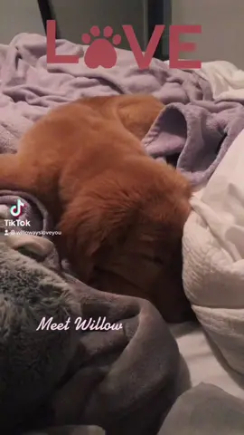 Meet Willow                     #goldenretriever #goldenpuppy #goldengirls #puppylove