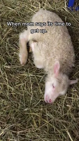 #farmlife #lambtherapy #sleepinglamb