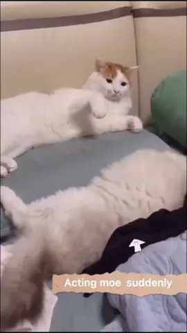 #greenscreenvideo #cat #pet #animal #cute