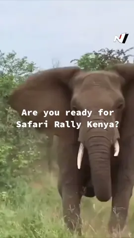 Safari Rally Kenya here we come 🙌🏼 There is a lot of excitement to see the WRC cars in action 😂🐒🐘 #fyp #lion #kenya #safari #Motorsport #elephant