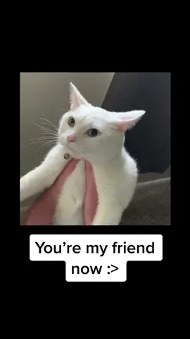 We’re having soft tacos later 😸✨ #yourmyfriendnow #catsoftiktok #fyp #trending #Nobody