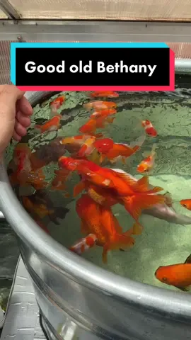 We love Bethany and all her chunkiness. #goldfish #fish #aquarium