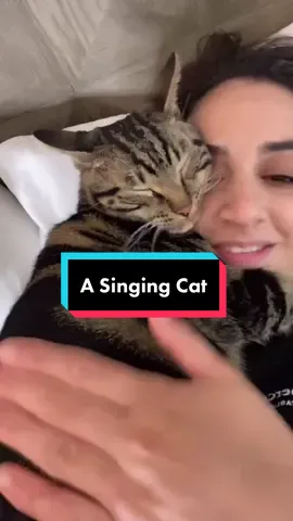 🤣 #fyp #foryou #foryoupage #catsoftiktok #trending #duets