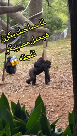 لما صاحبك يكون هيعمل مصيبة و تلحقة 😱😂 #مصر #ضحك #قرد #العراق #القاهرة #مصري_في_امريكا  #اكسبلور #ترند  #مصيبة #صاحبك_التافه_رزق😂😂😂 #atlantazoo