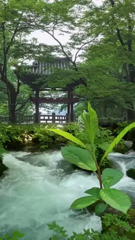 #greenscreenvideo #scenery #beautiful #foryou #landscape