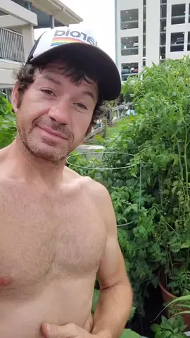 #yummy #drops of #sweetness #cherrytomatoes #dancinggardener #fyp #growyourownfood